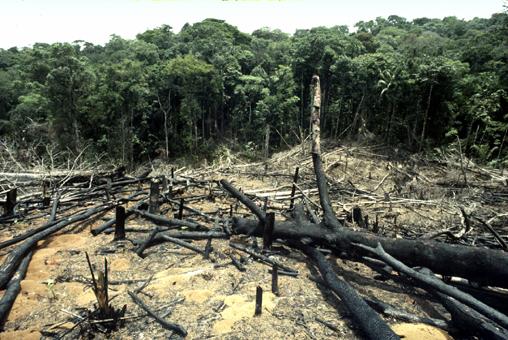 deforestacion en la selva amazonica
